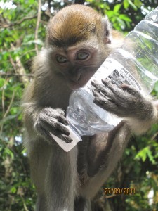 Monkey with Water Bottle